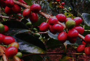 oromia-coffee-farmers-cooperative-union